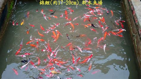 新水魚場|全台灣北中南超過100家海釣場推薦彙整、龍膽石斑、綜合池－點。